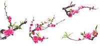 Giấy phép thành lập CN Quảng Ninh