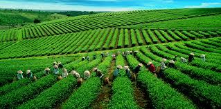 NQ HĐQT về việc thành lập VNI Thái Nguyên